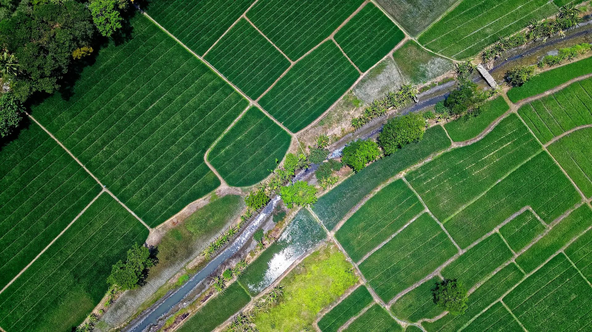 Aerial view of land divided into geometric parcels