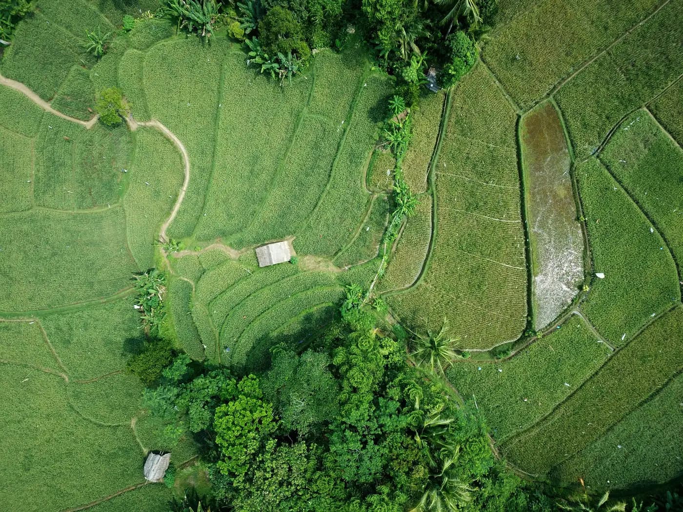 Aerial view of a river winding through tropical forest